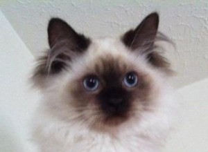 Darwin – Ragdoll van de week