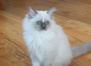 Tyco – Ragdoll van de week