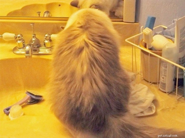 ラグドール猫が背中に髪を失う–読者の質問 
