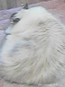 프랑켄마우스 고양이 사료와 IBD 키티
