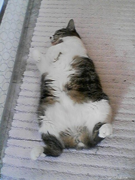 프랑켄마우스 고양이 사료와 IBD 키티