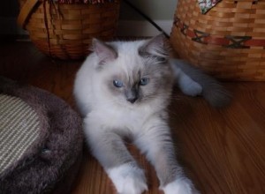 Jazz – Ragdoll Kitten van de Maand