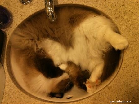 Photos de chats Ragdoll dans des éviers