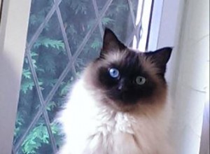 Mozart – Ragdoll van de week