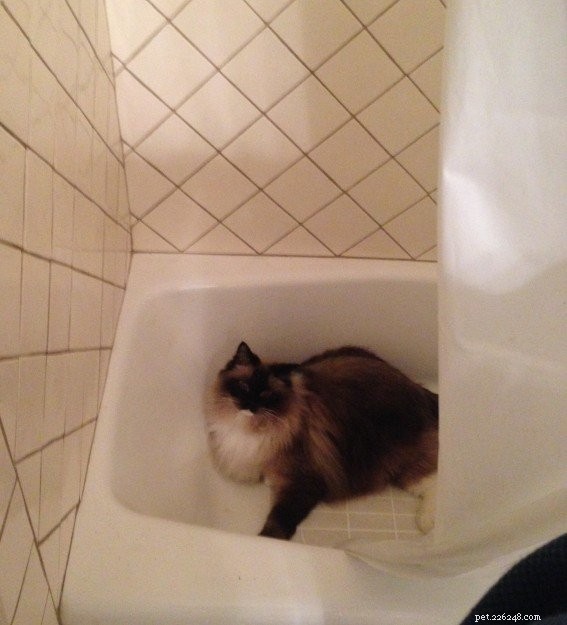 Fotos de gatos Ragdoll em banheiras