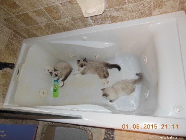Photos de chats Ragdoll dans des baignoires