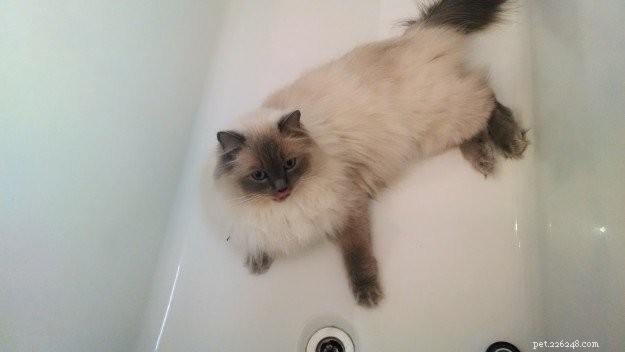 Bilder på Ragdoll-katter i badkar