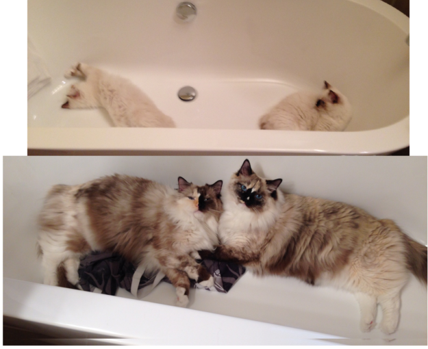 浴槽の中のラグドール猫の写真 