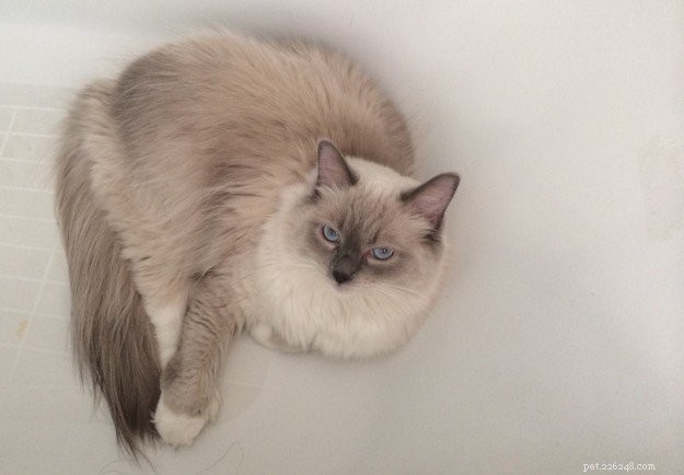 욕조에 있는 랙돌 고양이 사진