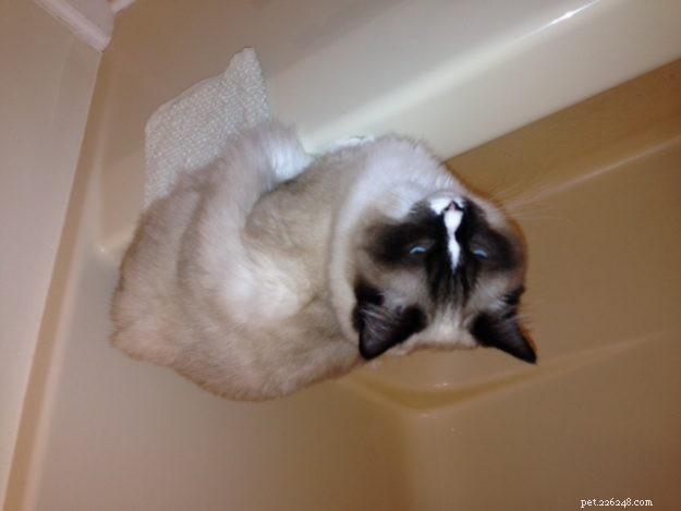 Foto s van Ragdoll-katten in badkuipen