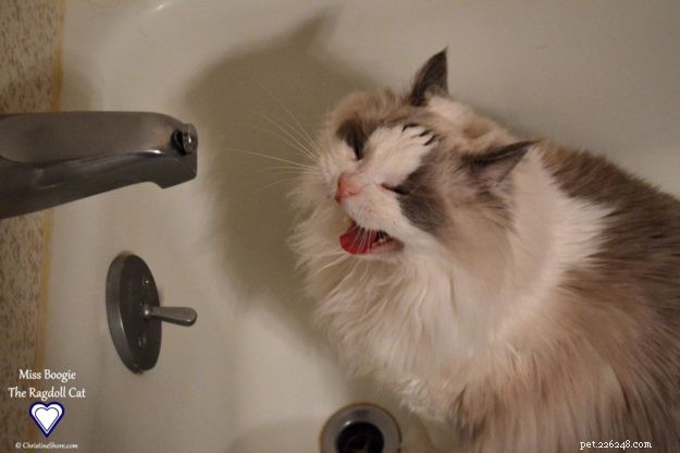 Immagini di gatti Ragdoll nelle vasche da bagno