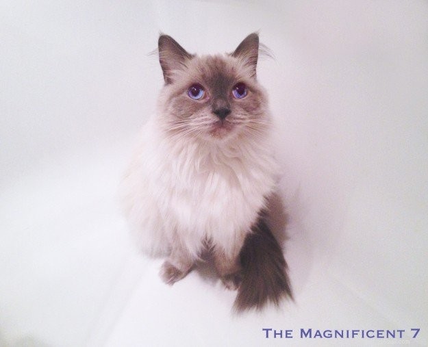 Photos de chats Ragdoll dans des baignoires