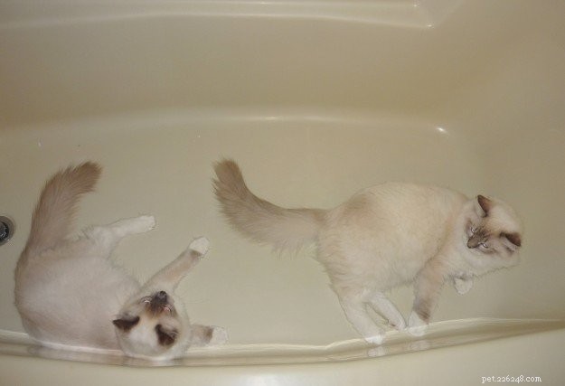 浴槽の中のラグドール猫の写真 
