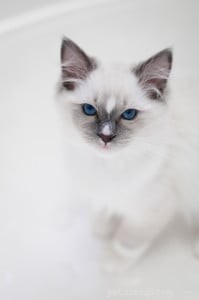 Milo – Månadens Ragdoll-kattunge