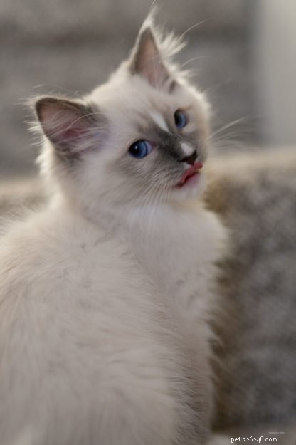 Milo – kotě měsíce Ragdoll