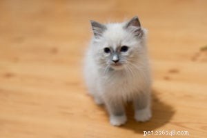 ミロ–今月のラグドール子猫 