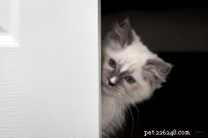 ミロ–今月のラグドール子猫 