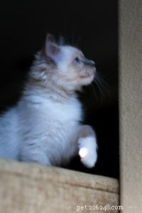 Milo – Månadens Ragdoll-kattunge