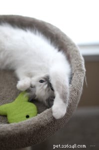 Milo – Ragdoll Kitten van de Maand