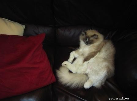 Whazz-up Cat Poses:afbeeldingen van Ragdoll-katten in compromitterende posities