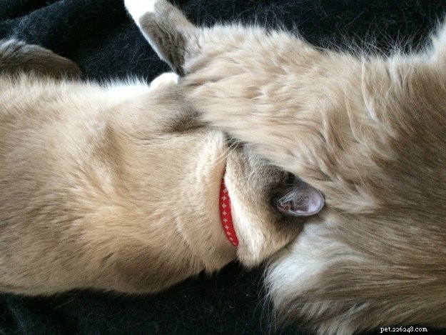 Whazz-up Cat Poses：妥協した位置にいるラグドール猫の写真 