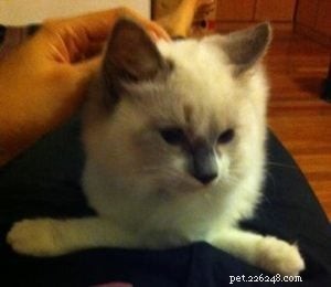Kočičí pózy:Obrázky koček Ragdoll v kompromisních pozicích