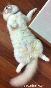 Whazz-up Cat Poses：妥協した位置にいるラグドール猫の写真 