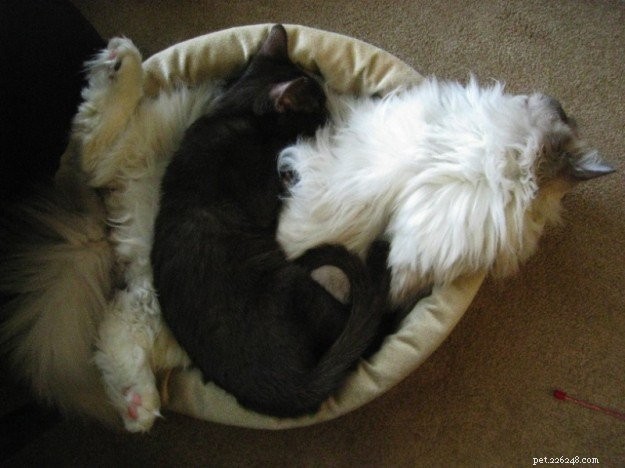 Kočičí pózy:Obrázky koček Ragdoll v kompromisních pozicích