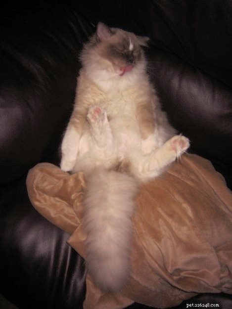 멋진 고양이 포즈:위험한 위치에 있는 봉제 인형 고양이의 사진