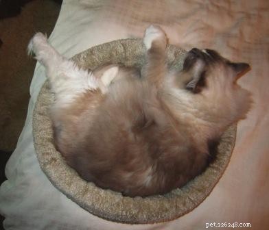 Posizioni di gatto stravaganti:immagini di gatti Ragdoll in posizioni compromettenti