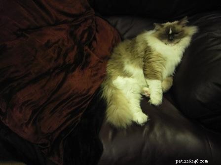 Whazz-up Cat Poses:afbeeldingen van Ragdoll-katten in compromitterende posities