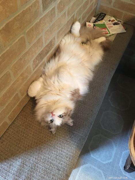 Whazz-up Cat Poses:Bilder på Ragdoll Cats in Compromising Positions