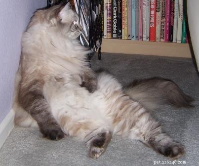 멋진 고양이 포즈:위험한 위치에 있는 봉제 인형 고양이의 사진