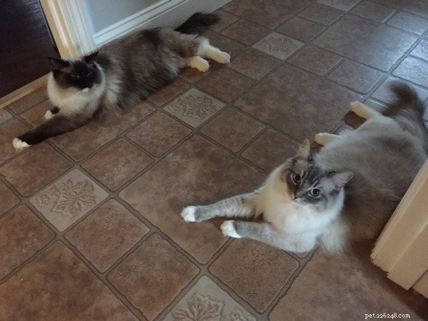 Problémy s ragdollovými kočkami:Vyřešeno tím, že se zbavíte suchého jídla