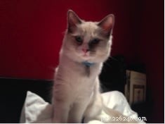 モリー–今月のラグドール子猫 