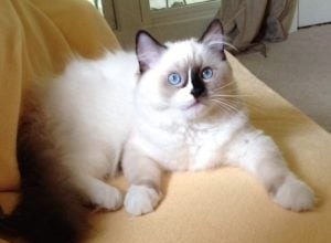 Rocky and Lucky – Ragdolls van de week