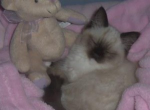 Missy – Ragdoll van de week