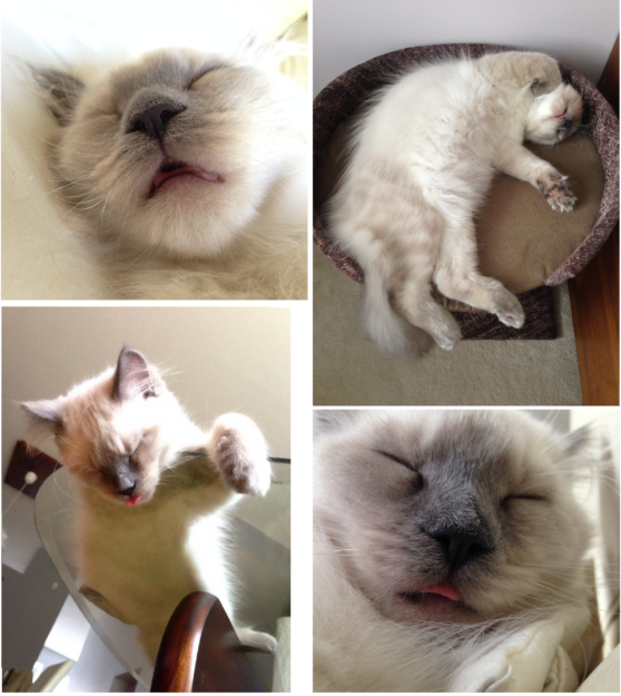 Sover din Ragdoll Cat med tungan som sticker ut?
