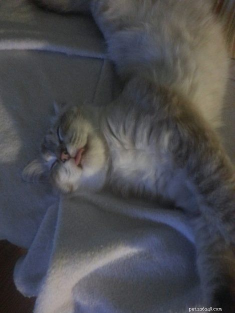 Ваш кот Рэгдолл спит с высунутым языком?