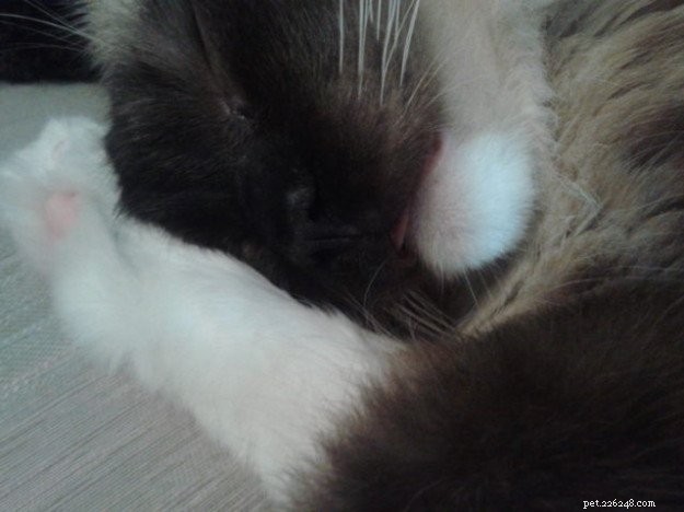 Est-ce que votre chat Ragdoll dort avec la langue tirée ?