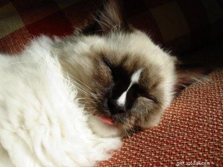 Slaap je Ragdoll-kat met zijn tong uitgestoken?