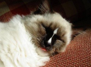 Spí vaše kočka Ragdoll s vyplazeným jazykem?