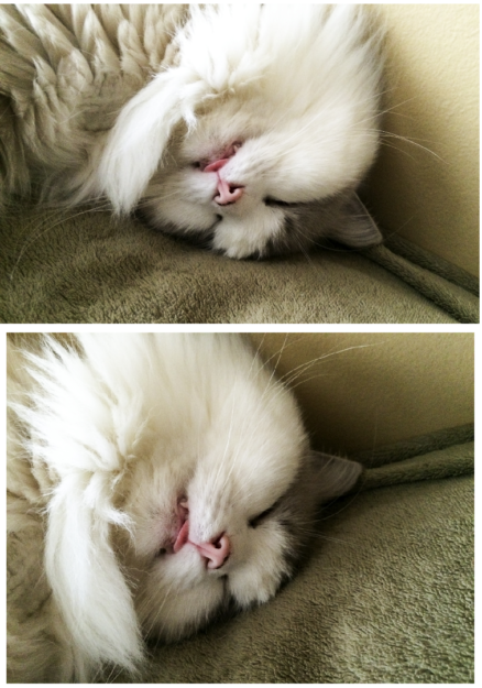 Sover din Ragdoll Cat med tungan som sticker ut?