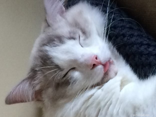 Il tuo gatto Ragdoll dorme con la lingua fuori?
