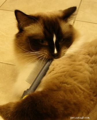 Kattenborstel en -kam – wat zijn je favoriete hulpmiddelen voor het verzorgen van katten?