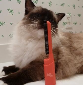 고양이 브러시와 빗 – 가장 좋아하는 고양이 미용 도구는 무엇입니까?