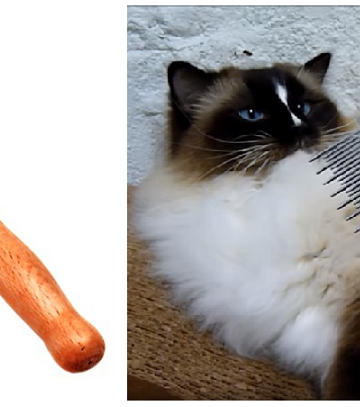 Kattborste och kam – Vilka är dina favoritredskap för kattskötsel?