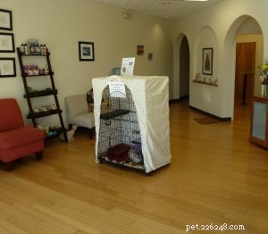 Clinica per gatti di Albuquerque:visita di Floppycats a una clinica per gatti ad Albuquerque
