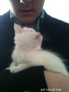 Баттерс – Рэгдолл котенок месяца