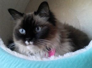 Lilly – Ragdoll van de week